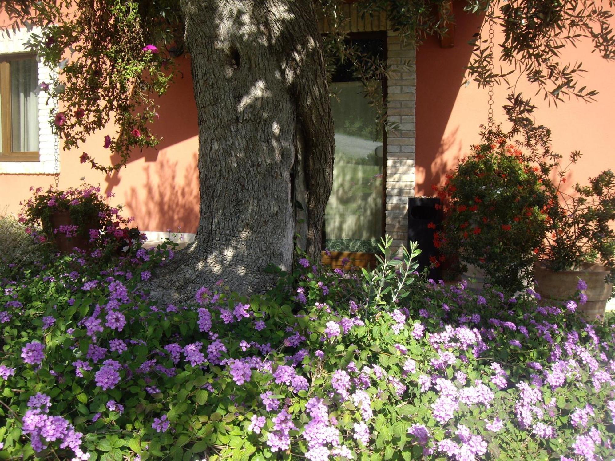 Agriturismo Il Borgo Degli Ulivi روزيتو ديلي أبروتسي المظهر الخارجي الصورة