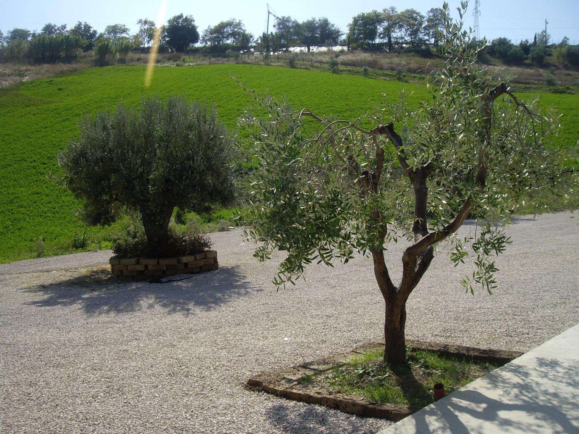 Agriturismo Il Borgo Degli Ulivi روزيتو ديلي أبروتسي المظهر الخارجي الصورة