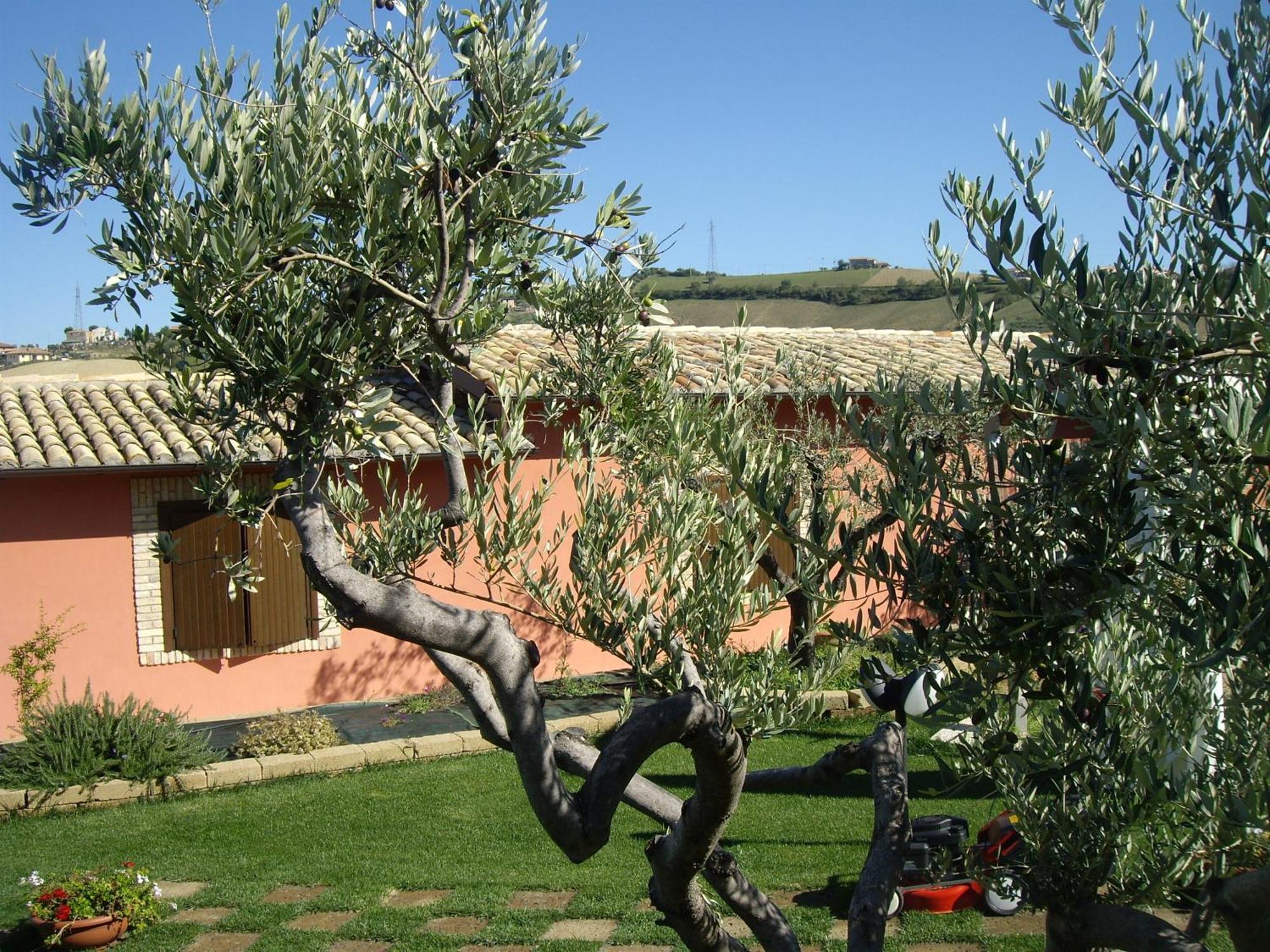 Agriturismo Il Borgo Degli Ulivi روزيتو ديلي أبروتسي المظهر الخارجي الصورة