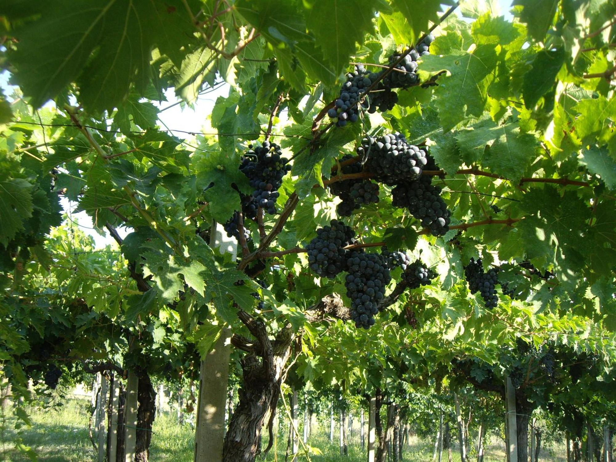 Agriturismo Il Borgo Degli Ulivi روزيتو ديلي أبروتسي المظهر الخارجي الصورة