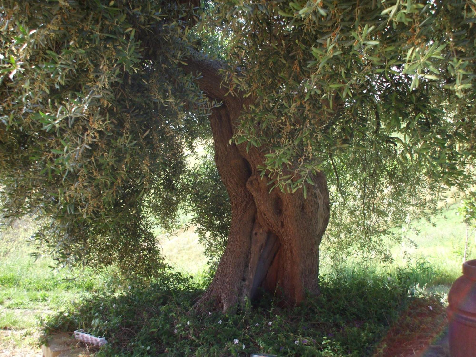 Agriturismo Il Borgo Degli Ulivi روزيتو ديلي أبروتسي المظهر الخارجي الصورة