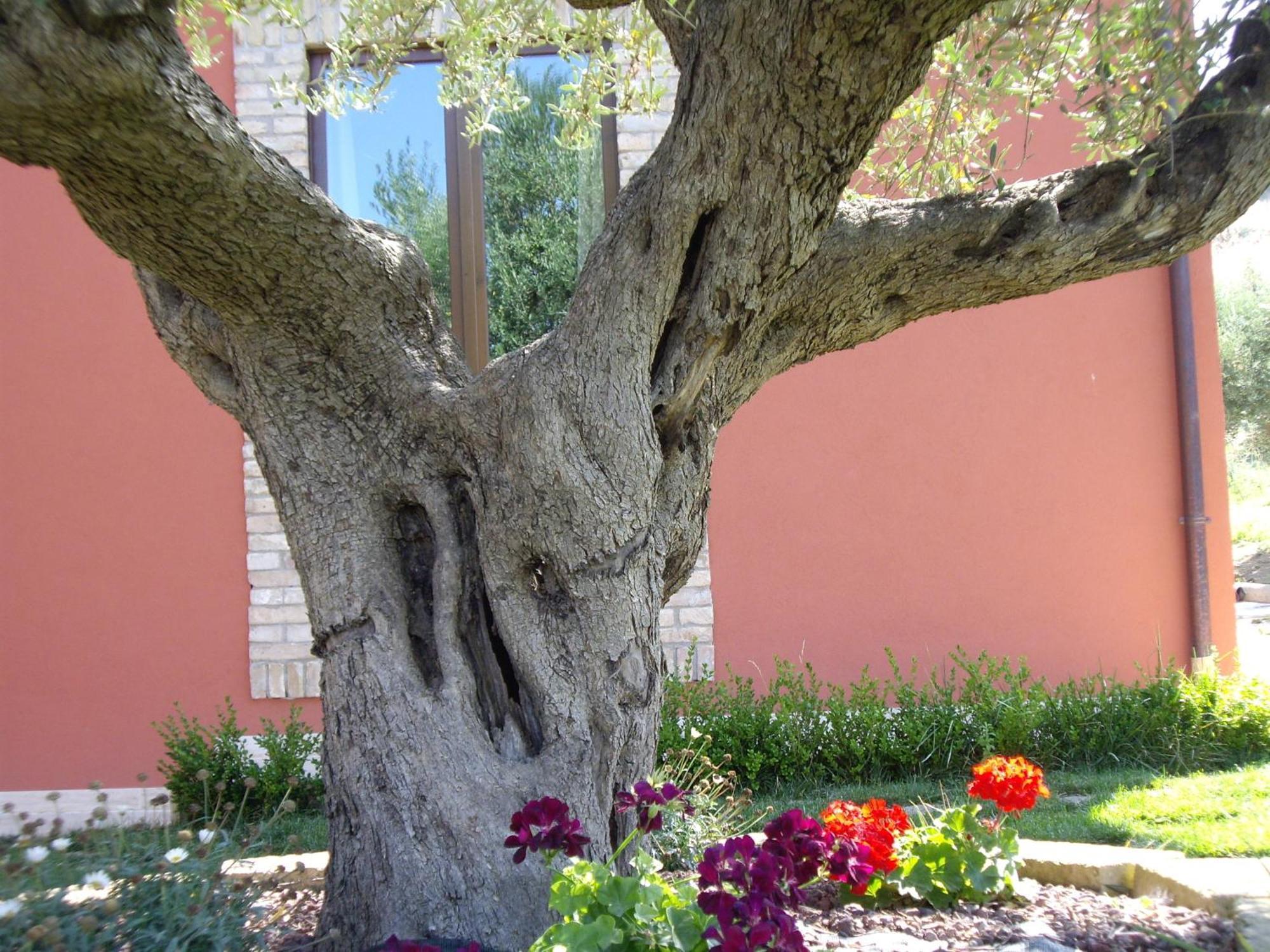 Agriturismo Il Borgo Degli Ulivi روزيتو ديلي أبروتسي المظهر الخارجي الصورة